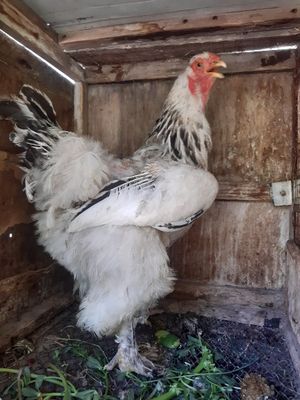 Brama tovuq sotiladi