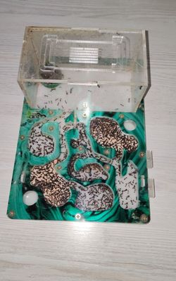 муравьиная ферма The ant