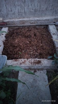 Mol nurisi sotiladi