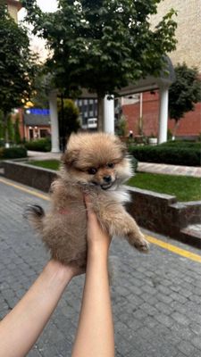 Щпиц продается срочно