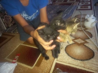 Отдам 3 котёнка в хорошие руки