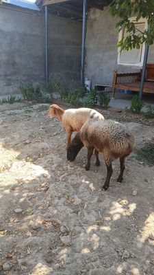 Ikkta soliq qoy sotiladi