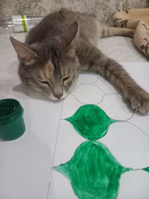 Кошка в хорошие руки