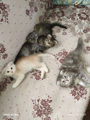 Продаются 2х месячные котятки, породы скоттиш-фолд