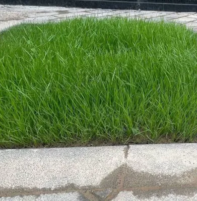 gazon urug optom mays chim gazon urugʻ