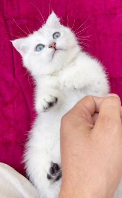 Серебристый шиншила у́ґил британ