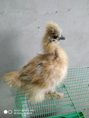Jojalar sotiladi