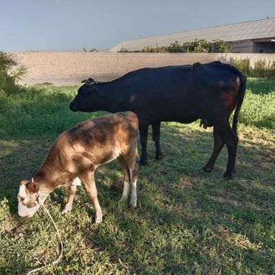 Ona bola sigir sotiladi yeb ichishi zoʻr 2chi qorin
