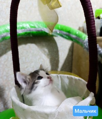 Отдаем котят в хорошие руки