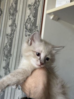 Турк ангорки котики mushukchalar turk angora