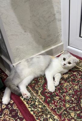 Скотиш фолд