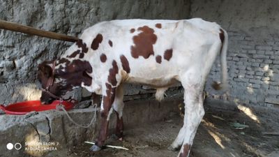 Mol sotiladi mol sotiladi
