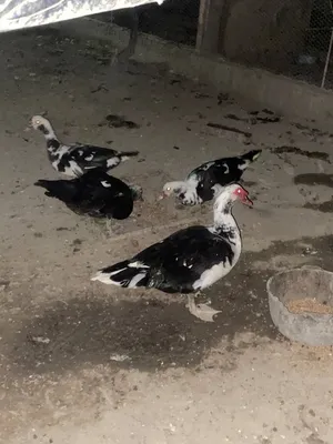 Индоуткалар сотилади