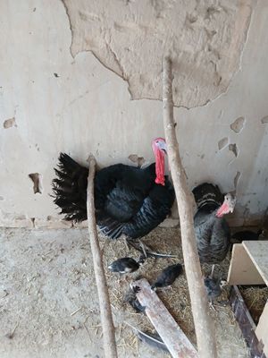 1 ta erkak indiyuk zotga zoʻr bosadi
