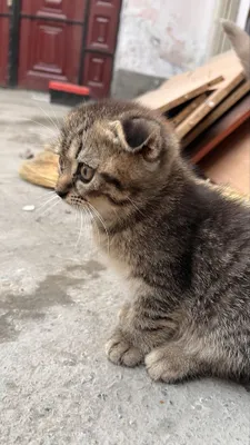 Shinshila fold ikki oylik