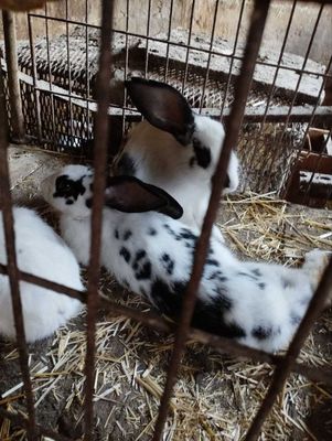 Крольчата четыре месяца, окрас разный