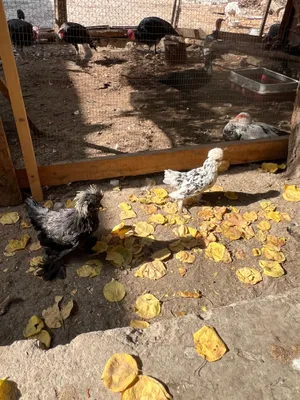 Корейский япон хўроз ва макён бартер бор