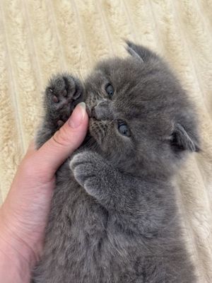 Котята продаются