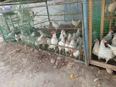 Xoʻroz sotiladi 90 ta bor