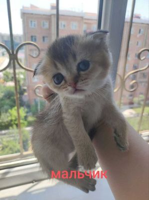 Шотландские котята Домашние