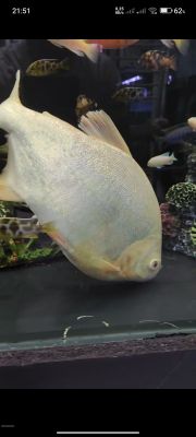 Kotta razmerda pirani paku albinos