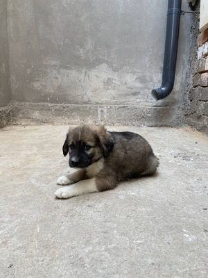 Щеночек в добрые руки!