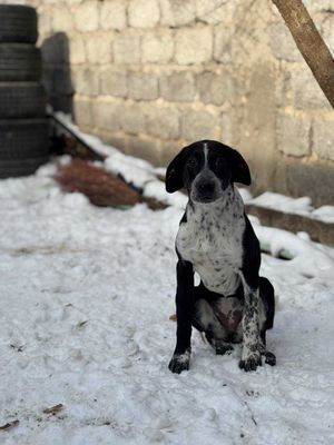 Собака, девочка, 5 месяцев