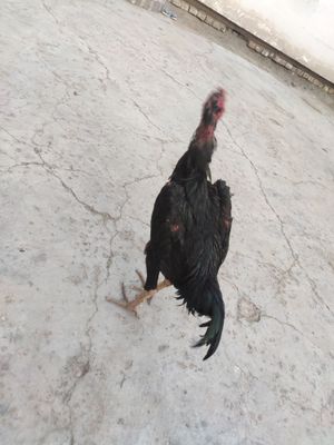 Kulangi xoroz toza zot