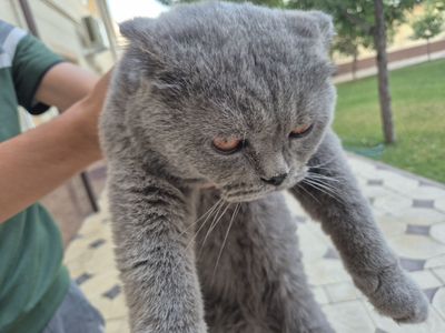 Продаю котик британ