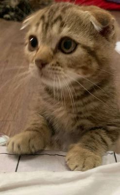 кошка продажа