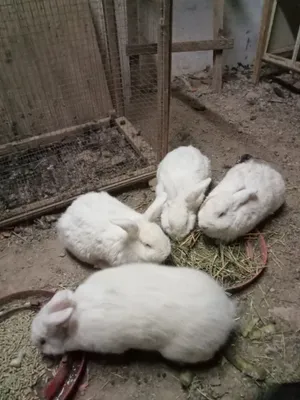Кролики 3самки 1сомец