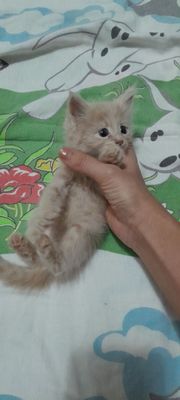 Котёнок мальчик знает лоток