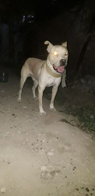 Pitbul 11 oylik erkak sotiladi