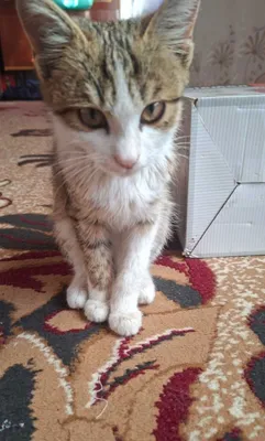 Mushukcha tekinga beriladi.