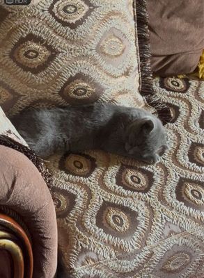 Продается кошка Скотиш Фолд