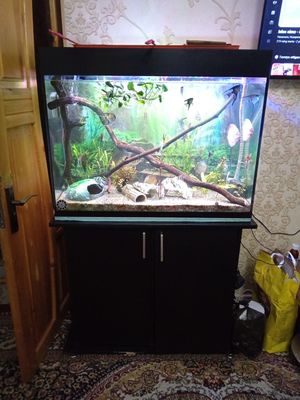 Akvarium podstavkasi bilan sampli 200litr