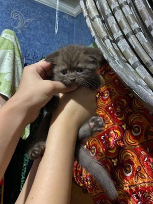 Продается скотиш фолд