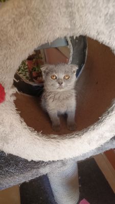 Продается шотландский котята