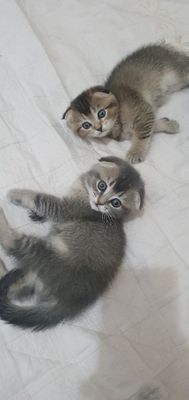 Продаются кошечки скотиш фолд
