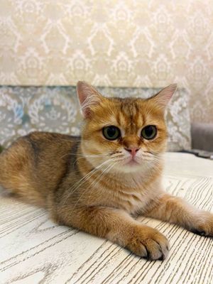 британская короткошёрстная кошка золотая шиншилла, кастрированный