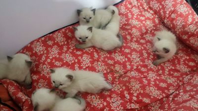 продаются чистокровные сиамские котята