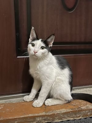 Котик в любящие ручки