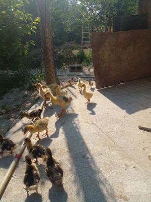 Uy o’rdak va g’ozlari
