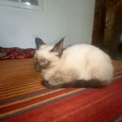 Продаётся котёнок сиамской кошки (мал)