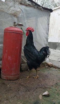Qorashaxzoda tovuqlari bn xo'rozlar sotiladi
