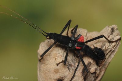 Кордильерский палочник есть в наличии яйца