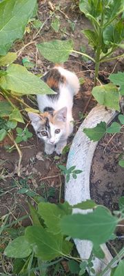 В добрые руки! Бесплатно