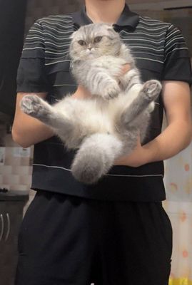 Шотландский вислоухий кот, отец — британская шиншилла, мать — вислоухи