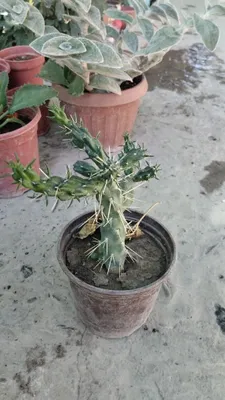 Gullar bor optom va donaga narxini kelishamiz