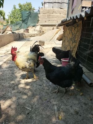 Qora tovuqlar va xorozi sotiladi